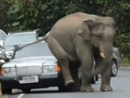 Elephant-Scratching-Butt