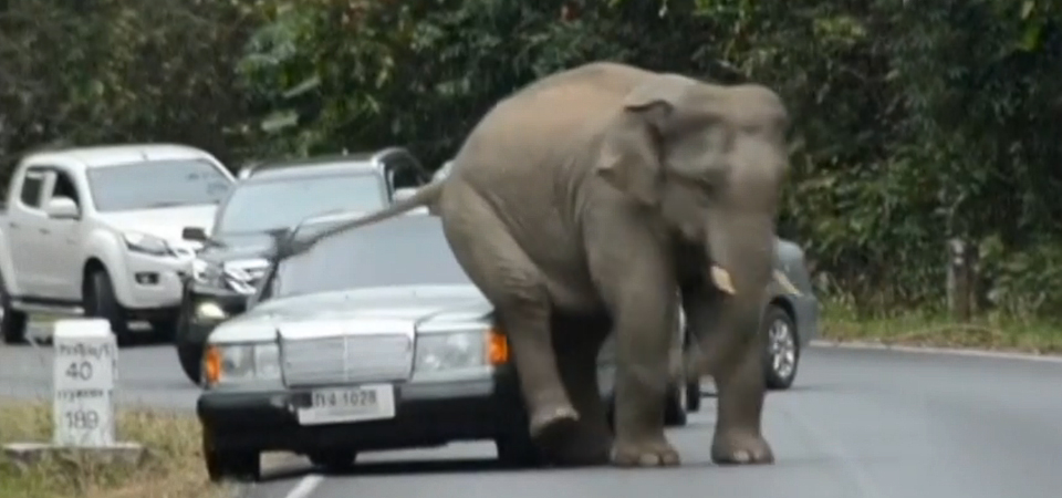 Elephant-Scratching-Butt
