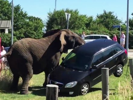 Skoda-Elephant-Review
