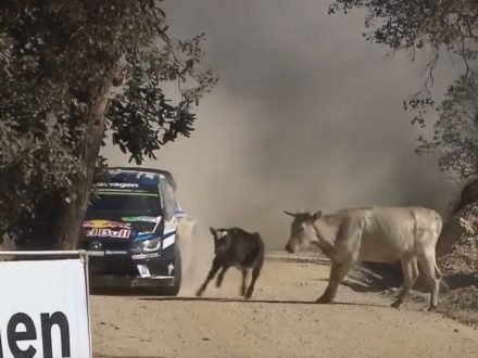 WRC_Loeb-Cow-NearMiss