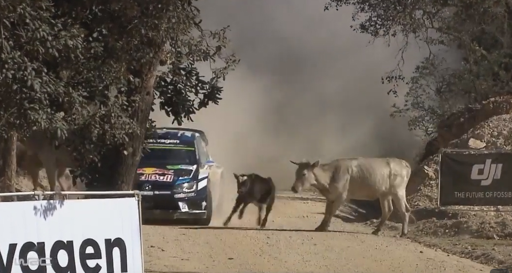 WRC_Loeb-Cow-NearMiss