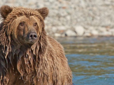 Skoda-Kodiaq-Kodiak-Bear-SUV