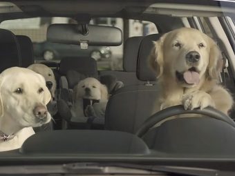 Subaru-Dog-Driving-Comcercial-Fantastic-Four
