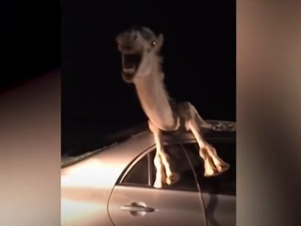 Camel trapped in car after head on collision, dailycarblog.com