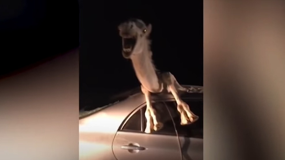 Camel trapped in car after head on collision, dailycarblog.com
