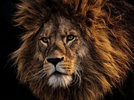 Peugeot Fiat Merge dailycarblog.com