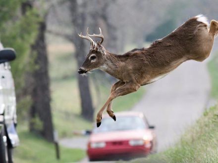 Infrared Deer Detector - Dailycarblog.com