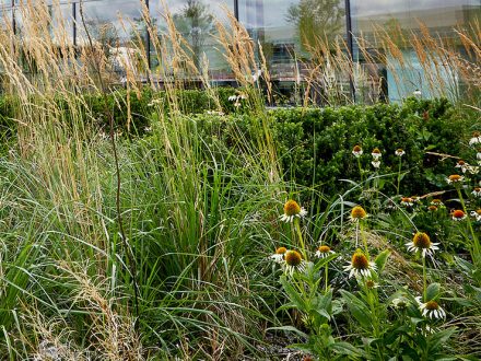 Manufacturing Consent Dailycarblog