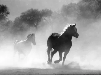 Geely Horse Powertrain
